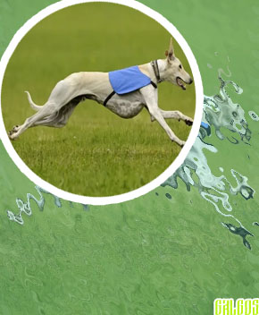 Carreras galgos apuestas